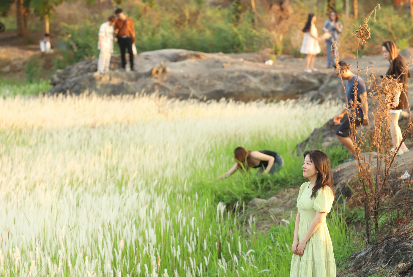 Từ đầu tháng 4, cỏ lau bắt đầu trổ bông, dần tạo nên cánh đồng trắng muốt một màu và mang lại vẻ đẹp đầy cuốn hút. Tuy nhiên, do bên trong cánh đồng trũng nước nên mọi người chỉ có thể đứng bên ngoài để chụp ảnh.