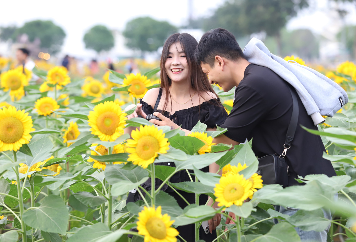 Các bạn trẻ tận hưởng không gian đẹp đẽ với sự xuất hiện của hàng triệu cây hoa hướng dương.