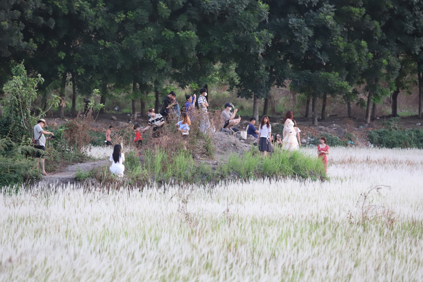 Những ngày qua, đồng cỏ lau gần khu vực hồ Đá trong khuôn viên Khu đô thị Đại học Quốc gia TPHCM trở thành tọa độ hot, thu hút rất nhiều bạn trẻ đến chụp ảnh, thư giãn.