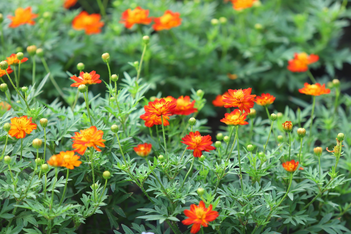 Có khá nhiều loại hoa kiểng ngắn ngày mới với sắc màu rực rỡ, đẹp đẽ.