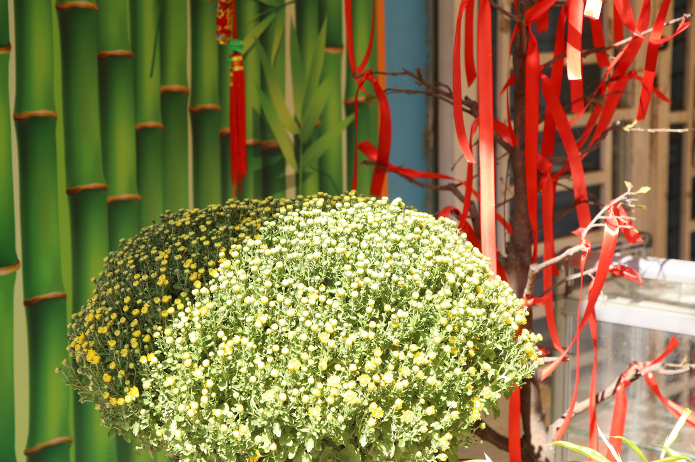 Những chậu hoa cúc vàng tô điểm cho sắc xuân thêm rực rỡ.