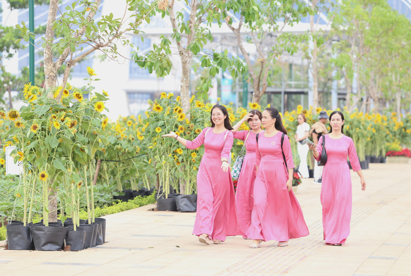 Tại khu vực phía Đông TPHCM, hiện nay, khoảng 20.000 cây hoa hướng dương ở Công viên bờ sông Sài Gòn (phía bờ Thủ Thiêm, TP Thủ Đức) vừa được trồng thêm cũng đang dần khoe sắc, chào đón người dân, du khách đến thưởng ngoạn, chụp ảnh. Ảnh: Ngô Tùng