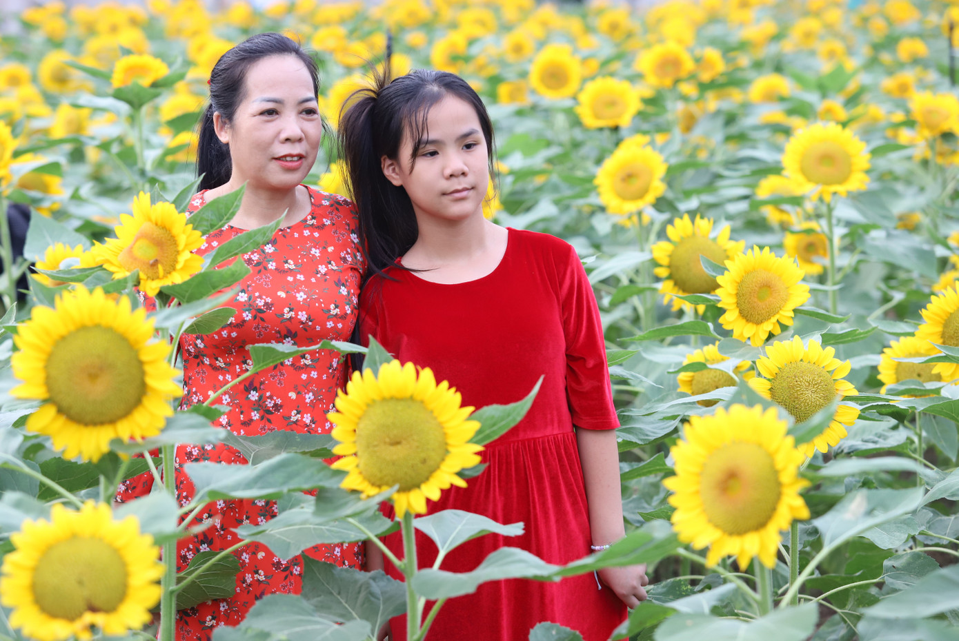 Hay đi tập thể dục trong khu đô thị nên biết đến vườn hoa này, bà Vũ Thị Sáu (quê Thái Bình) đã cùng con gái mặc áo dài rực rỡ đến đây chụp hình kỷ niệm. "Không gian vườn hoa ở đây rất đẹp, cảm nhận như không khí ngày Tết đã đến sớm với Sài Gòn", bà chia sẻ.