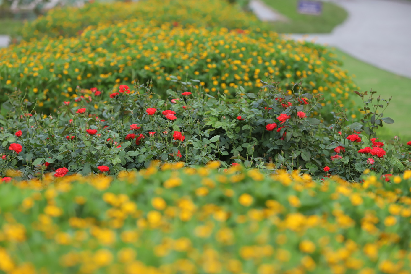 Vườn hoa tập hợp nhiều loại hoa khác nhau như cúc Hasfarm, cúc mặt trời, sao nháy, hồng lửa, xác pháo đỏ - trắng, nữ hoàng xanh, dạ yên thảo...