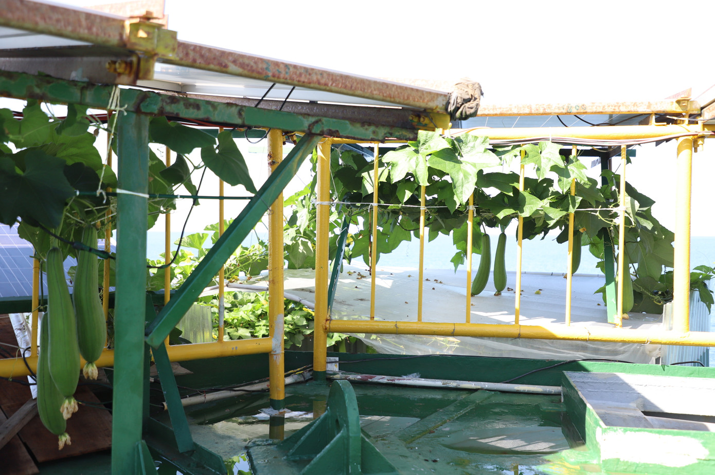 Sức sống Nhà giàn DK giữa trùng khơi mặc cho bao sóng gió dập dồn.