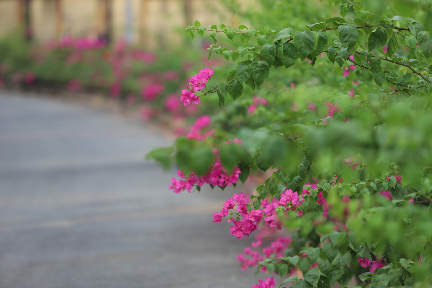 Với đặc tính dễ sinh sôi, nảy nở, hoa giấy mọc và phát triển mạnh mẽ ngay ở những nơi khô cằn, ít có điều kiện chăm sóc như ngoài đường sá, nơi công cộng.