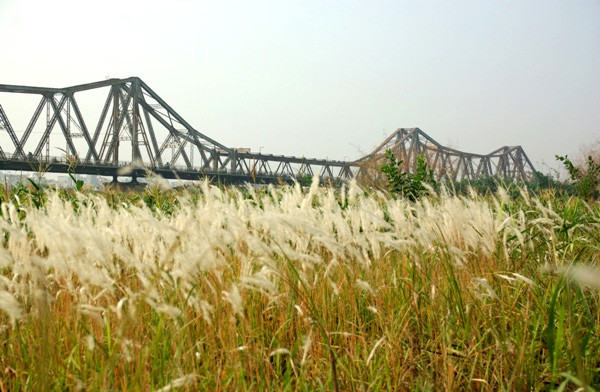 Cánh đồng lau tại bãi giữa sông Hồng. Ảnh: cinet