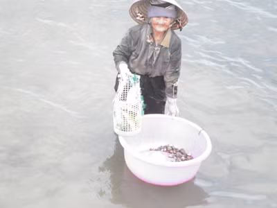 Cụ Đước đang mò nghêu. Ảnh: Tiến Phú