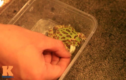 Thức ăn của chúng là cá