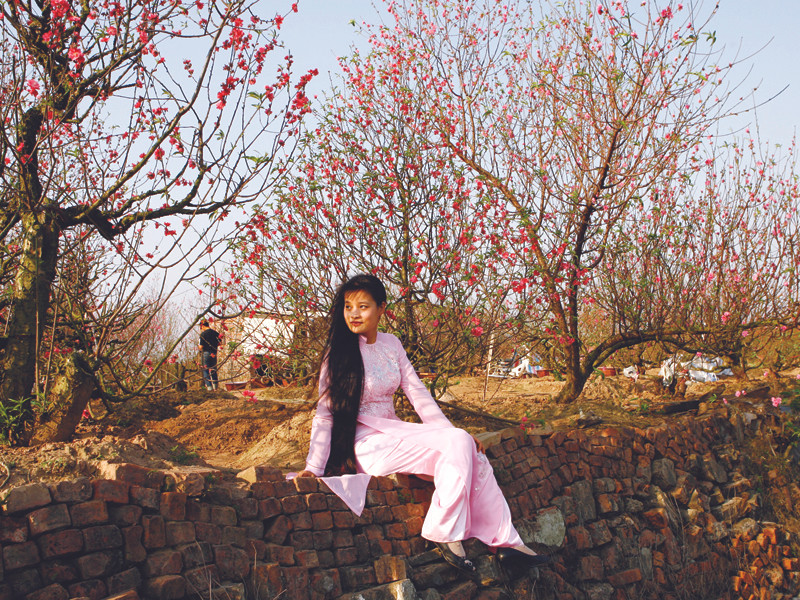 Một góc vười đào Nhật Tân. Ảnh:Hồng Vĩnh. Một góc vười đào Nhật Tân. Ảnh:Hồng Vĩnh