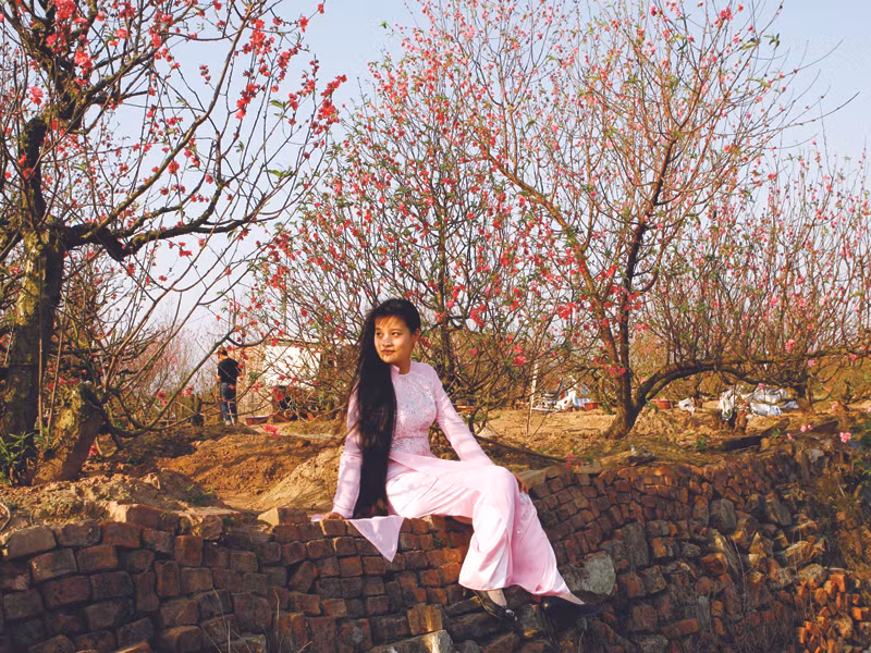 Một góc vười đào Nhật Tân. Ảnh:Hồng Vĩnh