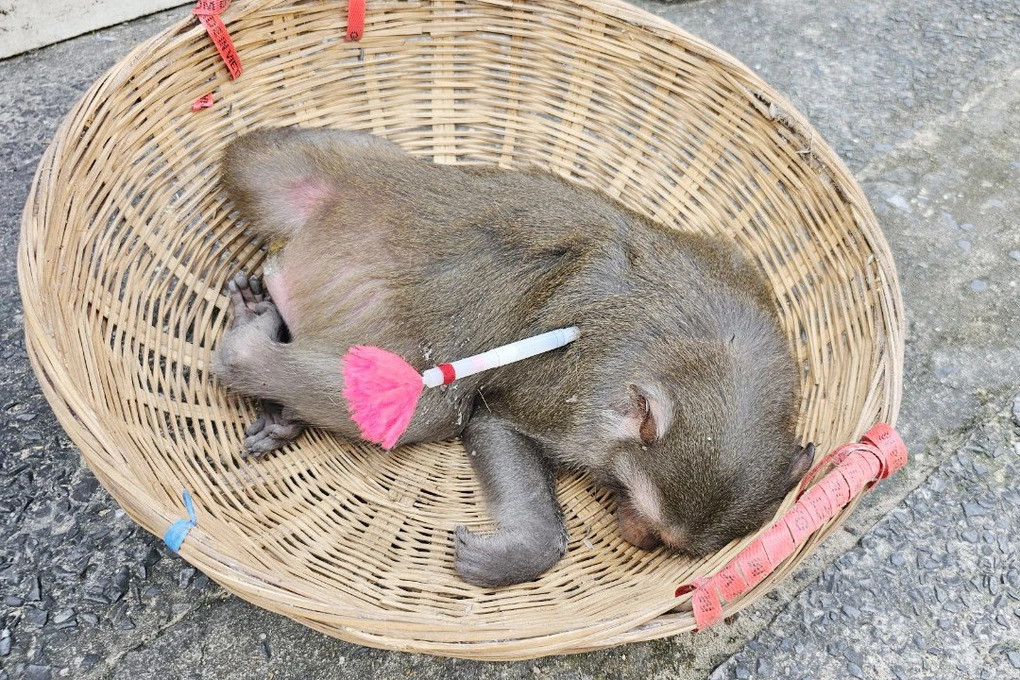 Lực lượng kiểm lâm đã mật phục bắn gây mê con khỉ quậy phá khu dân cư.