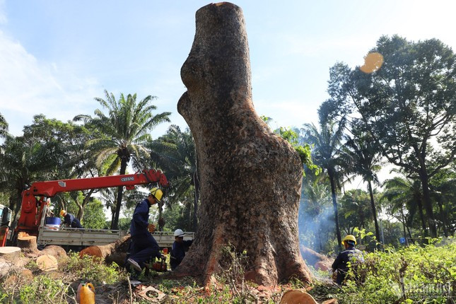 Công nhân Công ty TNHH MTV Công viên cây xanh TP.HCM đang đốn hạ cổ thụ trong công viên Gia Định vào sáng 18/11.
