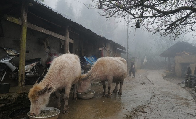 Việc thả rông gia súc trong những ngày rét đậm, rét hại làm giảm sức đề kháng gia súc, tăng nguy cơ dịch bệnh lây lan