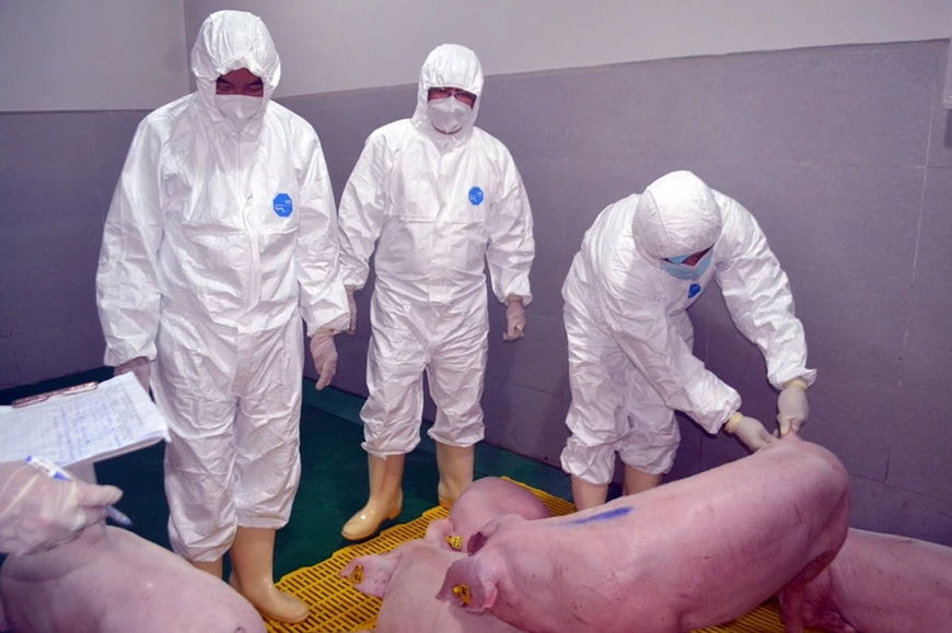 Vắc xin dịch tả lợn châu Phi hiện mới chỉ tiêm trên lợn thịt. Vắc xin dịch tả lợn châu Phi hiện mới chỉ tiêm trên lợn thịt.