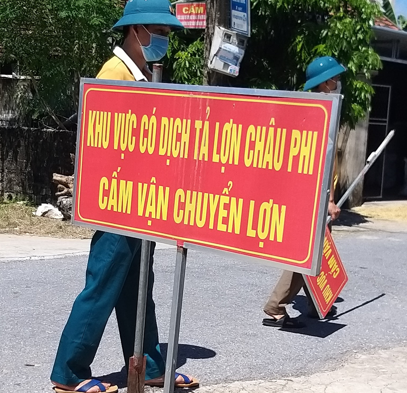 Dịch tả lợn châu Phi đang bùng phát trở lại ở nhiều địa phương