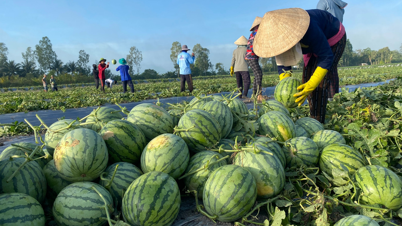 Dưa hấu chính thức được xuất khẩu chính ngạch sang Trung Quốc.