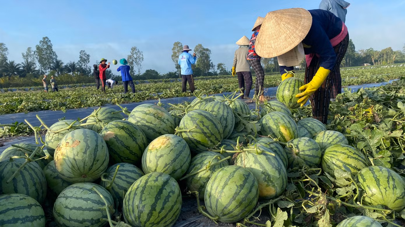 Dưa hấu chính thức được xuất khẩu chính ngạch sang Trung Quốc.