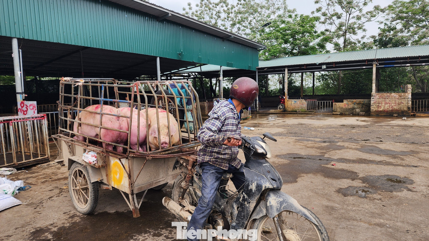 Dịch tả lợn châu Phi bùng phát mạnh trở lại nên nhiều hộ tranh thủ bán ra để "chạy dịch". Dịch tả lợn châu Phi bùng phát mạnh trở lại nên nhiều hộ tranh thủ bán ra để "chạy dịch".