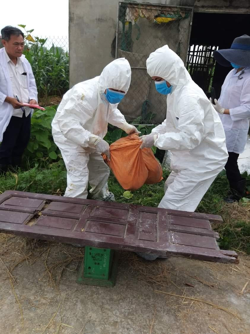 Người dân tại một xã huyện Diễn Châu, Nghệ An vừa tiêu hủy lợn nhiễm dịch tả châu Phi.