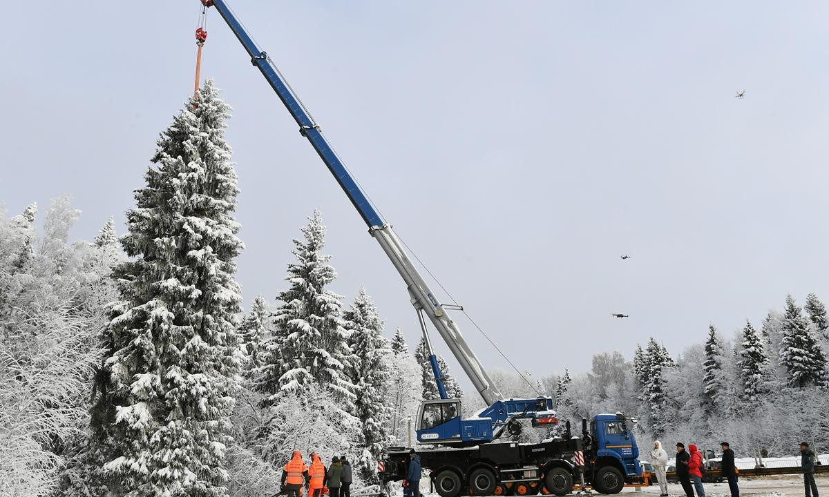 Cây thông được chọn để trang trí Quảng trường Nhà thờ. Ảnh: Global Times