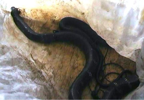 Khám phá rắn hổ chúa độc nhất thế giới có tại Việt Nam ảnh 1