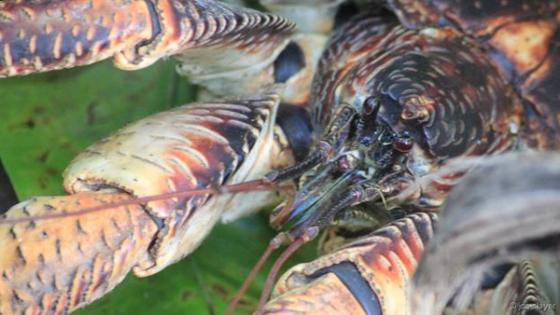 Khám phá cua ‘ăn cắp dừa’ to, khỏe nhất Trái đất ảnh 1