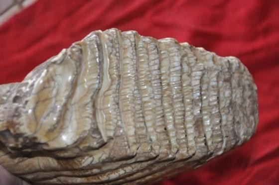 Bí ẩn “hàm răng” cổ khổng lồ tại Bình Phước ảnh 1