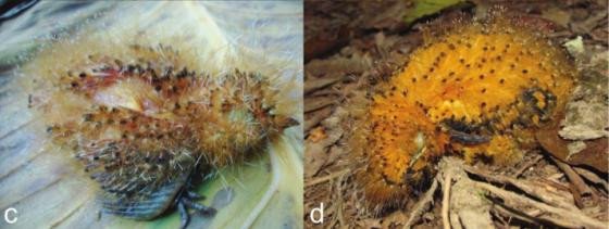 Khám phá chim lạ hình dáng giống...sâu ảnh 2