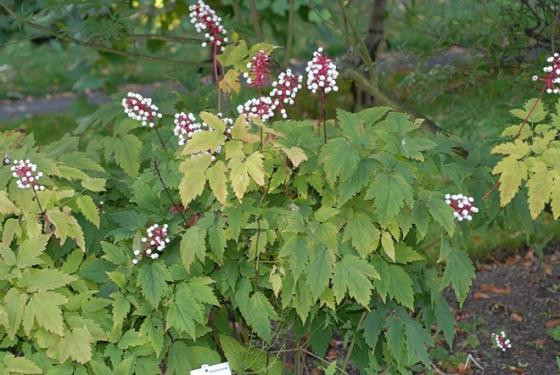 Chất độc chết người trong loại quả kỳ quái hình mắt búp bê ảnh 3