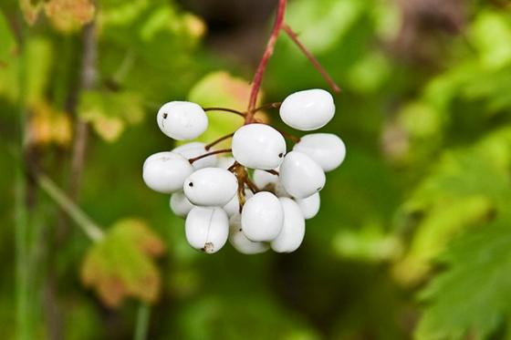 Chất độc chết người trong loại quả kỳ quái hình mắt búp bê ảnh 7