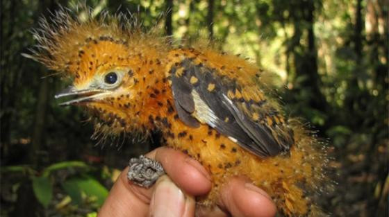 Khám phá chim lạ hình dáng giống...sâu ảnh 1