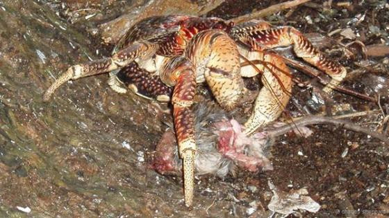 Khám phá cua ‘ăn cắp dừa’ to, khỏe nhất Trái đất ảnh 2