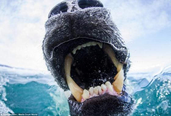 Gấu Bắc Cực học bơi việt dã ảnh 3