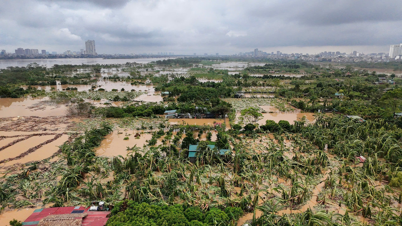 Khu vực bãi sông Hồng bị ngập trong đợt mưa lũ do bão số 3. Ảnh: Nguyễn Trọng Tài