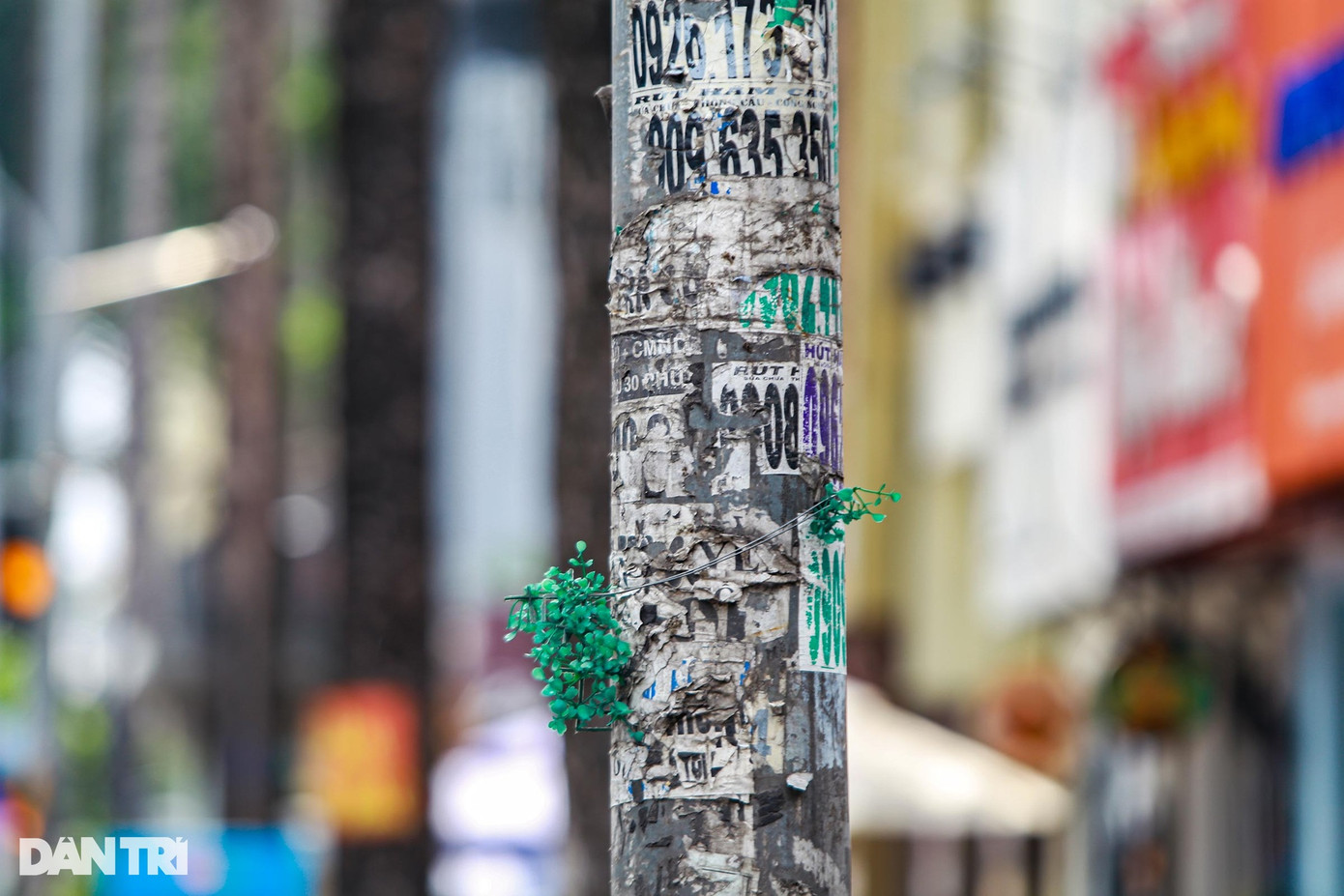 Ghi nhận sáng 23/9, những thảm cỏ nhựa bị gỡ bỏ để lộ ra thân cột nhếch nhác, nham nhở vết dán quảng cáo cũ trên nhiều tuyến đường quận 5. Ghi nhận sáng 23/9, những thảm cỏ nhựa bị gỡ bỏ để lộ ra thân cột nhếch nhác, nham nhở vết dán quảng cáo cũ trên nhiều tuyến đường quận 5.
