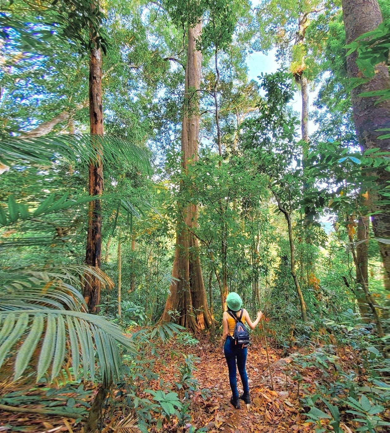 Vạn vật còn giữ nguyên vẻ đẹp hoang sơ, mộc mạc ở vườn quốc gia Bù Gia Mập. Ảnh: Dung Trần. Vạn vật còn giữ nguyên vẻ đẹp hoang sơ, mộc mạc ở vườn quốc gia Bù Gia Mập. Ảnh: Dung Trần.