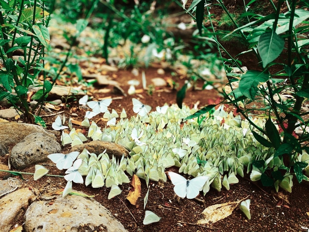 Những loài bướm đẹp ở Bù Gia Mập. Ảnh: Viet Dynamic. Những loài bướm đẹp ở Bù Gia Mập. Ảnh: Viet Dynamic.