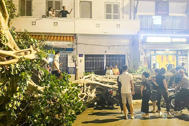 Hiện trường cây đa bật gốc đè xe máy trên đường Trưng Nhị. Ảnh: M.H.