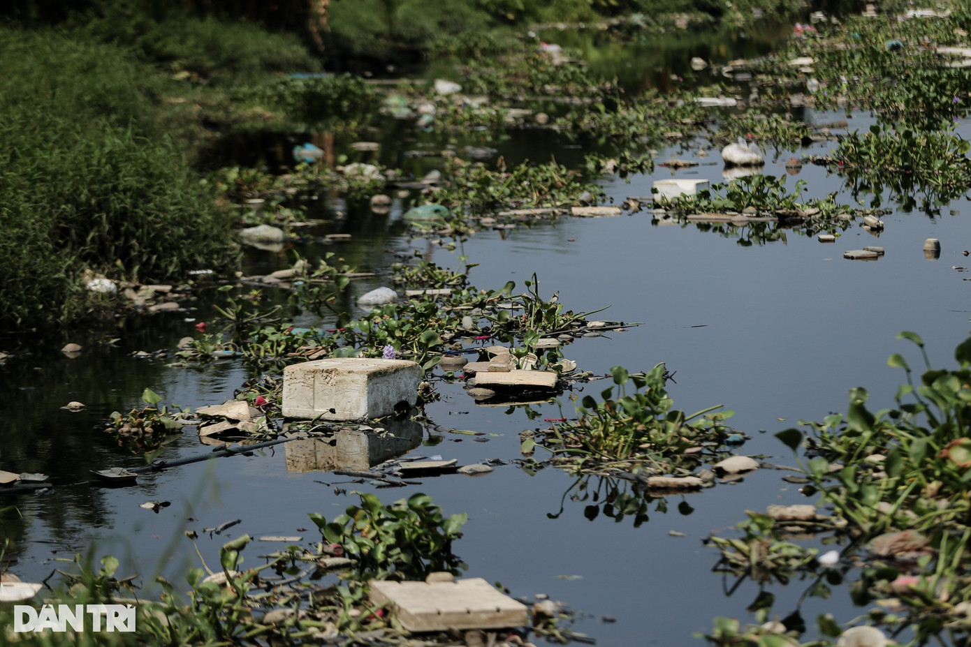 Lục bình, rác thải tràn lan trên kênh Tham Lương đoạn đi qua quận Tân Bình. Lục bình, rác thải tràn lan trên kênh Tham Lương đoạn đi qua quận Tân Bình.