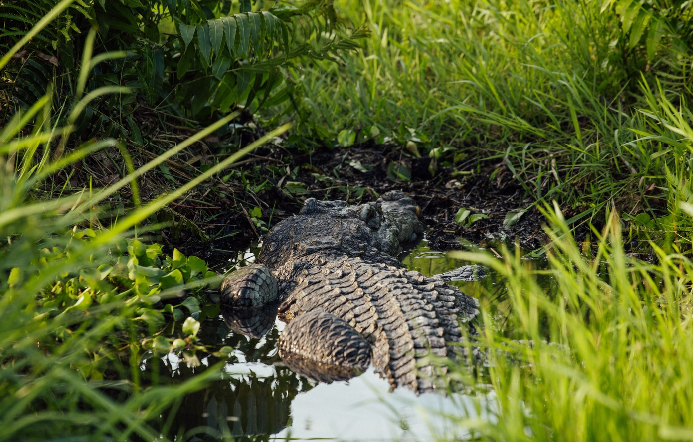 Bàu Sấu theo tiếng người Chăm cổ có nghĩa là hồ nước - nơi có nhiều cá sấu sinh sống. Ảnh: Nguyễn Thịnh. Bàu Sấu theo tiếng người Chăm cổ có nghĩa là hồ nước - nơi có nhiều cá sấu sinh sống. Ảnh: Nguyễn Thịnh.