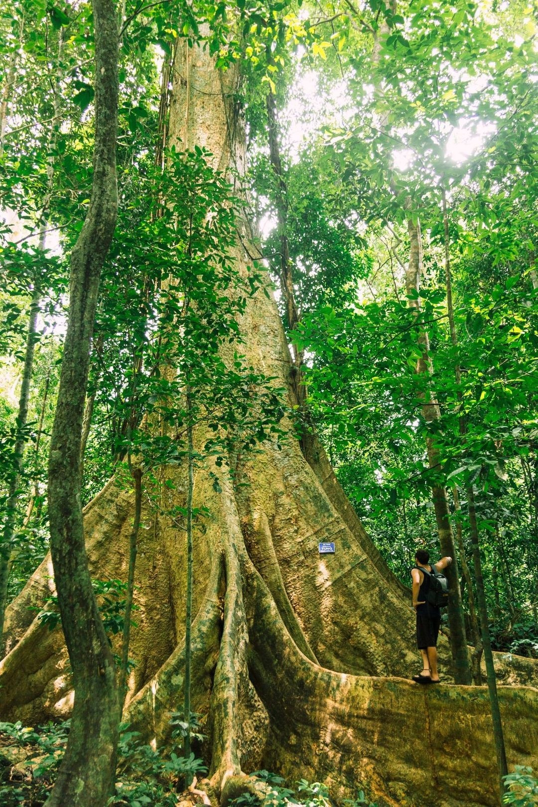 Đặc trưng của vườn quốc gia này là rừng đất thấp ẩm ướt nhiệt đới. Ảnh: Sina Abasnejad/Culture Trip. Đặc trưng của vườn quốc gia này là rừng đất thấp ẩm ướt nhiệt đới. Ảnh: Sina Abasnejad/Culture Trip.