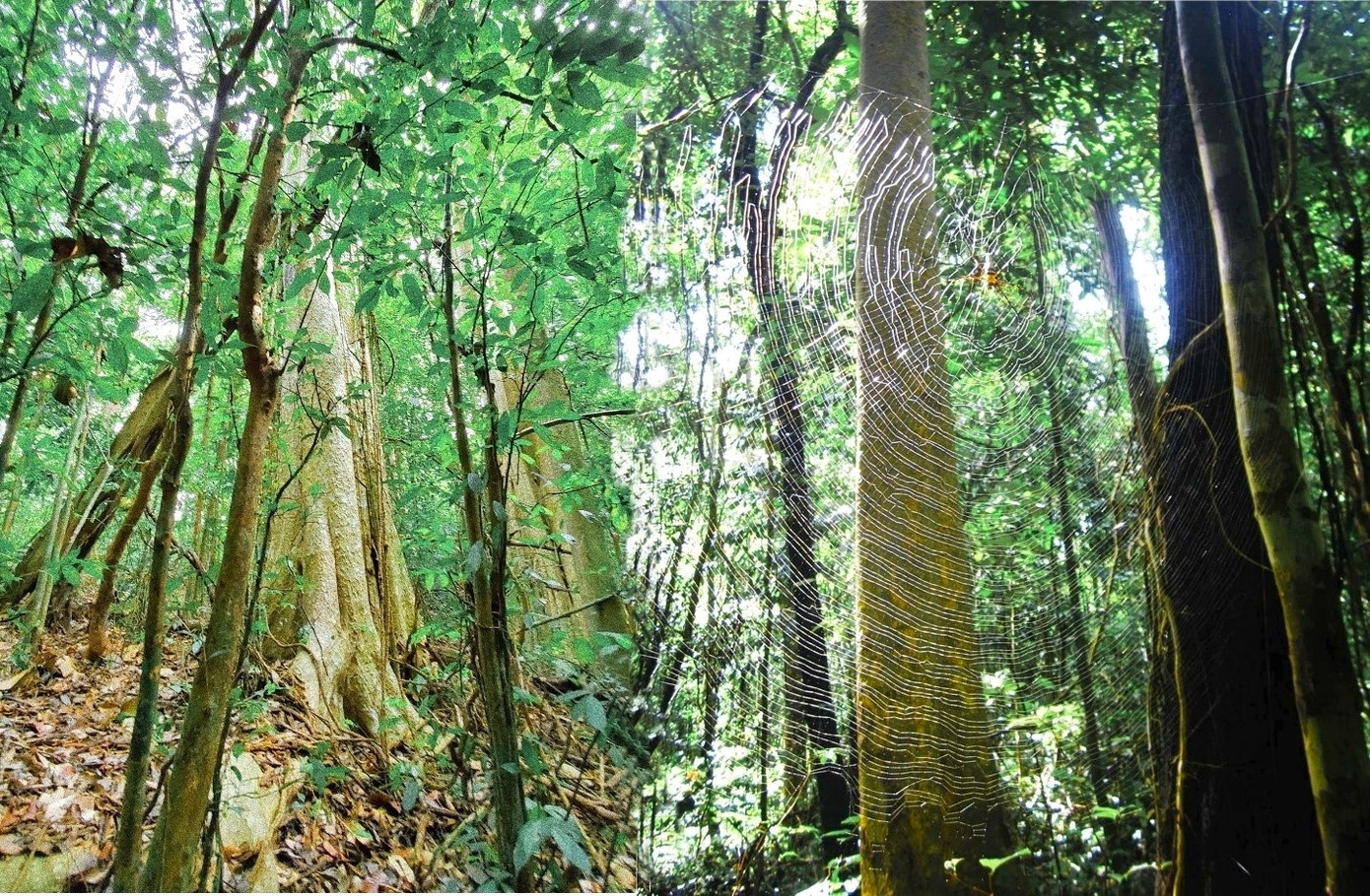 Vườn quốc gia Bù Gia Mập có mức độ đa dạng sinh học cao. Ảnh: Dung Trần. Vườn quốc gia Bù Gia Mập có mức độ đa dạng sinh học cao. Ảnh: Dung Trần.