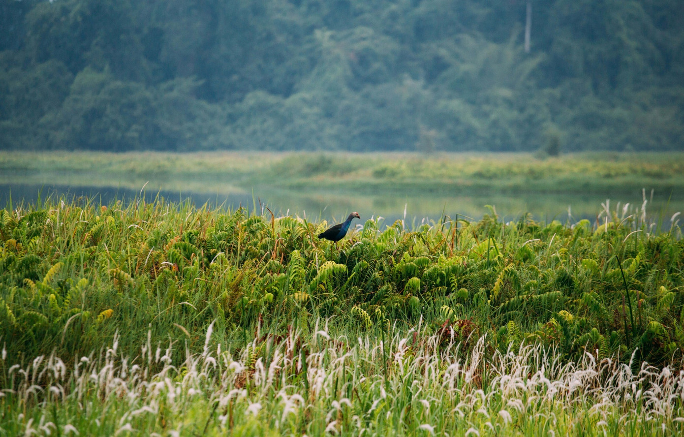 Bàu Sấu theo tiếng người Chăm cổ có nghĩa là hồ nước - nơi có nhiều cá sấu sinh sống. Ảnh: Nguyễn Thịnh. Bàu Sấu theo tiếng người Chăm cổ có nghĩa là hồ nước - nơi có nhiều cá sấu sinh sống. Ảnh: Nguyễn Thịnh.