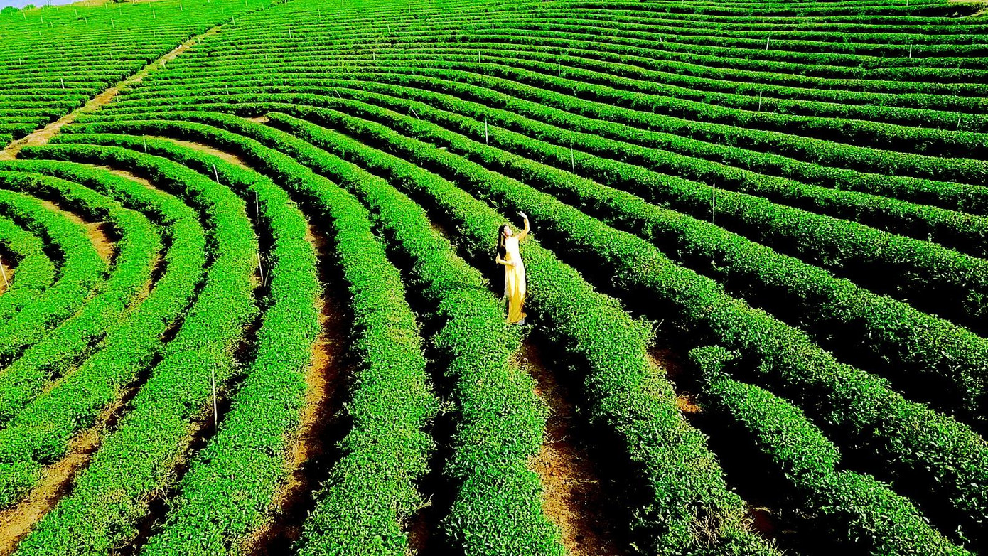 Đồi trà Bảo Lộc, tỉnh Lâm Đồng