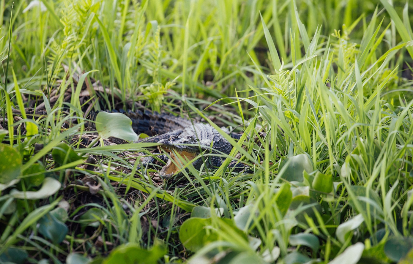 Bàu Sấu theo tiếng người Chăm cổ có nghĩa là hồ nước - nơi có nhiều cá sấu sinh sống. Ảnh: Nguyễn Thịnh. Bàu Sấu theo tiếng người Chăm cổ có nghĩa là hồ nước - nơi có nhiều cá sấu sinh sống. Ảnh: Nguyễn Thịnh.