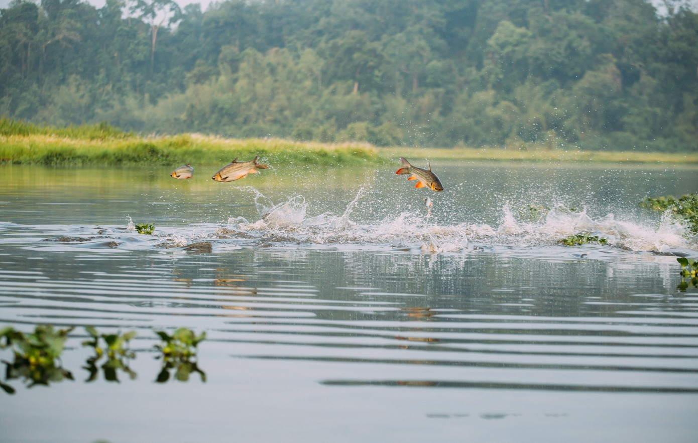 Bàu Sấu theo tiếng người Chăm cổ có nghĩa là hồ nước - nơi có nhiều cá sấu sinh sống. Ảnh: Nguyễn Thịnh. Bàu Sấu theo tiếng người Chăm cổ có nghĩa là hồ nước - nơi có nhiều cá sấu sinh sống. Ảnh: Nguyễn Thịnh.