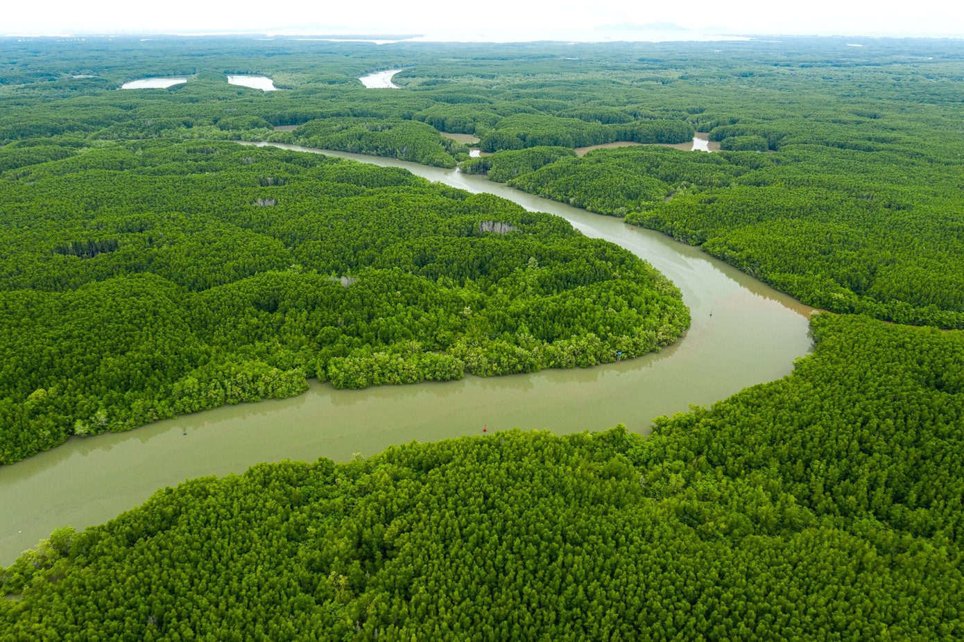 Màu xanh của rừng ngập mặn Cần Giờ liên tục được mở rộng qua mỗi năm. Ảnh: Quỳnh Danh. Màu xanh của rừng ngập mặn Cần Giờ liên tục được mở rộng qua mỗi năm. Ảnh: Quỳnh Danh.