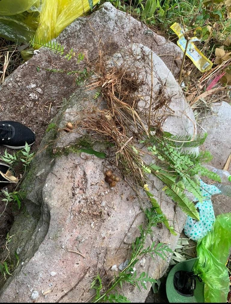 Ngọn dương xỉ, củ lạc tiên, ngải cứu rừng là những loại cây nuôi sống bà Liên trong những ngày này dưới vực sâu (Ảnh: Cắt từ clip Ban quản lý Yên Tử cung cấp). Ngọn dương xỉ, củ lạc tiên, ngải cứu rừng là những loại cây nuôi sống bà Liên trong những ngày này dưới vực sâu (Ảnh: Cắt từ clip Ban quản lý Yên Tử cung cấp).