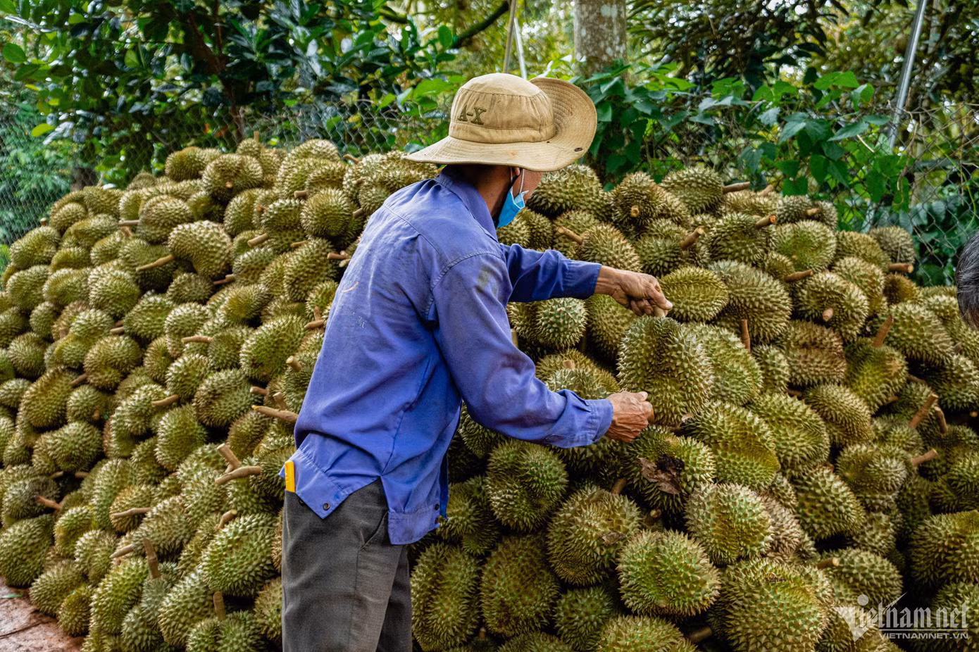 Việt Nam cần nâng cao chất lượng sầu riêng để cạnh tranh tốt hơn tại thị trường Trung Quốc. Ảnh: Nguyễn Huế.